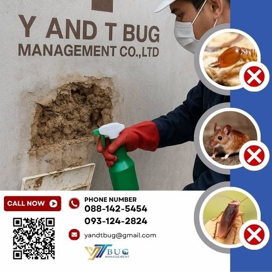 บริษัทกำจัดปลวก สมุทรสาคร - วาย แอนด์ ที บัก เมเนจเม้นท์ - รับกำจัดหนู แมลง สมุทรสาคร